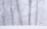 Fabien Greban_Little boy_XIX° Concorso Fotografico Fondation Grand Paradis_Minimal
