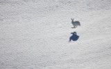 Stefano Cerutti_Un attimo d'aria_XIX° Concorso Fotografico Fondation Grand Paradis_Minimal