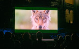 Gran Paradiso Film Festival, proiezioni animalier, L'affût aux Loups, Olivier Larrey e Tanguy Dumortier