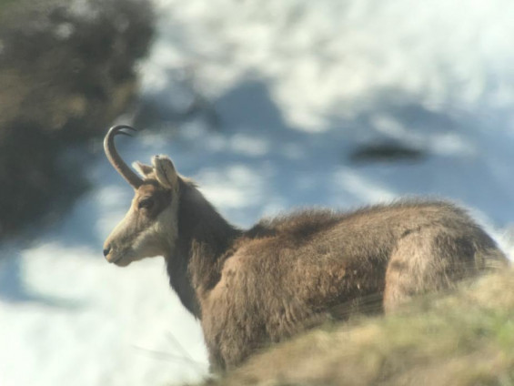 camoscio storiedelcarré carré animali wildlife valle d'aosta parco nazionale gran paradiso