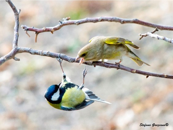 Foto Stefano Graziano