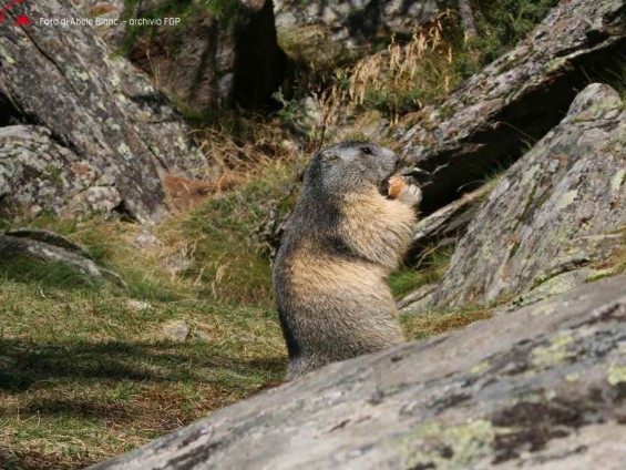 Marmotta - Foto di Abele Blanc - Archivio FGP