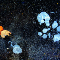 "Ghiaccio, bolle, foglie" di Luca Vito Michele Perazzone