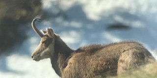 camoscio storiedelcarré carré animali wildlife valle d'aosta parco nazionale gran paradiso
