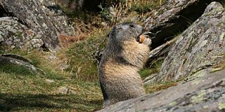 Marmotta - Foto di Abele Blanc - Archivio FGP