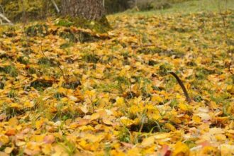 2014-10-07 Foliage Giroparchi - Foto Archivio FGP (3)
