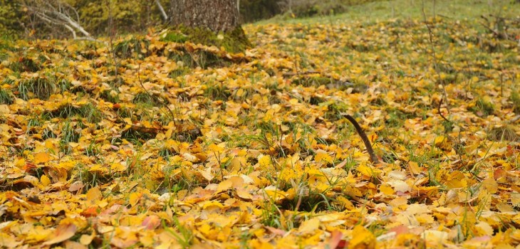 2014-10-07 Foliage Giroparchi - Foto Archivio FGP (3)