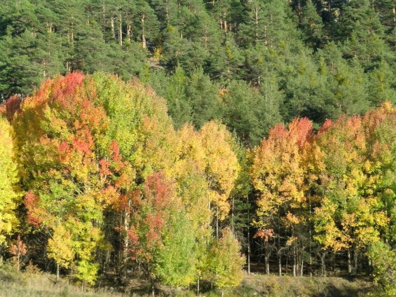 Foliage Giroparchi - Foto archivio FGP