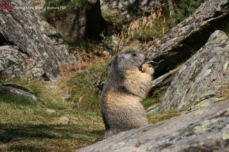 Marmotta - Foto di Abele Blanc - Archivio FGP