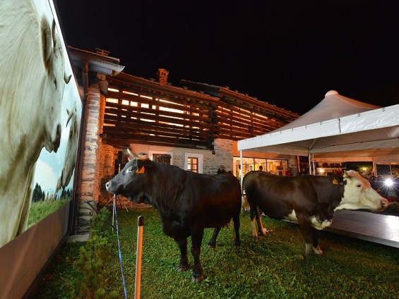 Proiezione Bovines - Archivio FGP