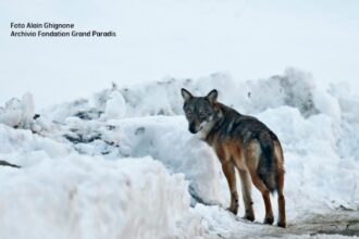 Foto di Alain Ghignone -Archivio Fondation Grand Paradis