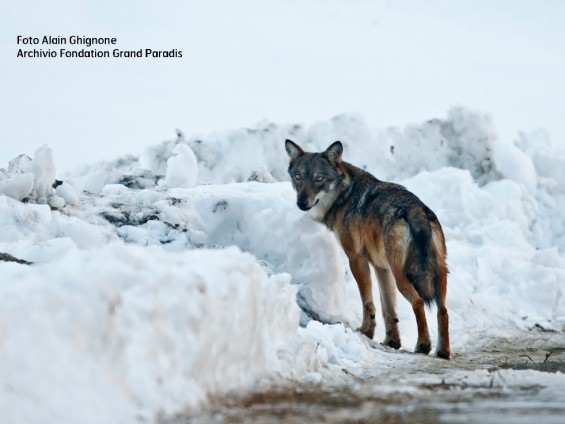 Foto di Alain Ghignone -Archivio Fondation Grand Paradis