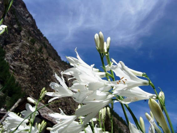 Paradisea liliastrum - simbolo di Paradisia - Foto archivio Fondation Grand Paradis_