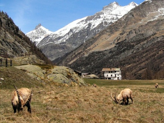 Valsavarenche - Pont - in centro la Grivola
