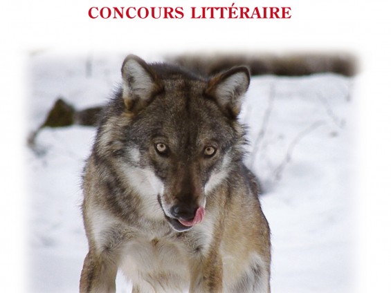 copertina lif