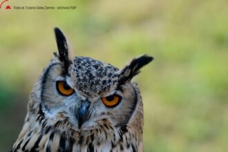 Lo sguardo parla nel silenzio - Foto di Tiziana Dalla Zanna - Archivio FGP