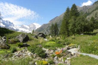 Paradisia - Foto Archivio Fondation Grand Paradis (2)