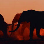 The Elephant Queen