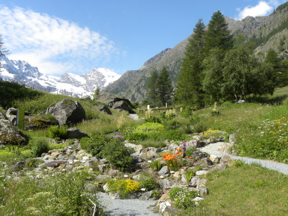 Paradisia_Foto Archivio Fondation Grand Paradis