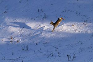 Foto-Davide-Biagi--Archivio-FGP