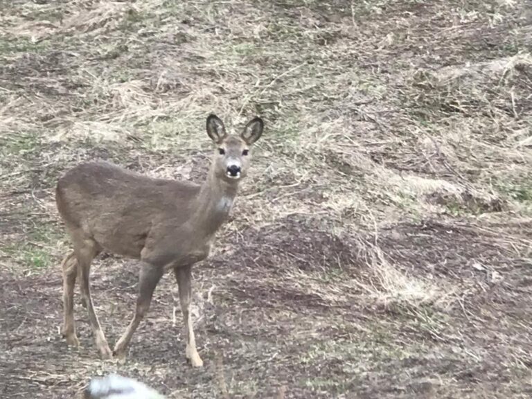 Capriolo-Storie del Carre