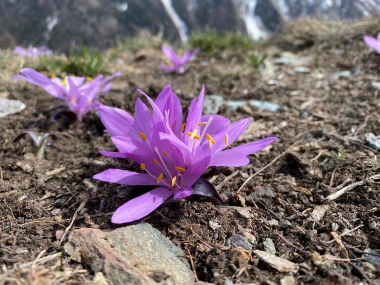 Crocus-Storie del Carre