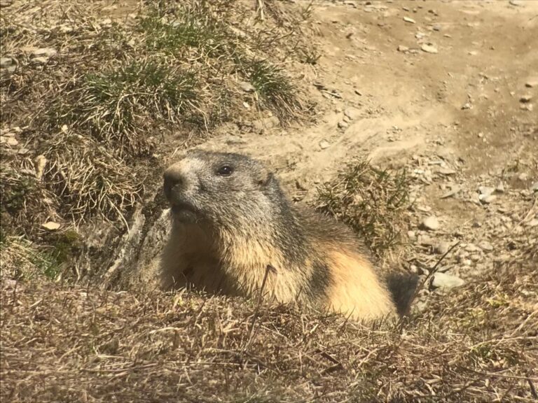 Marmotta-Storie del Carre