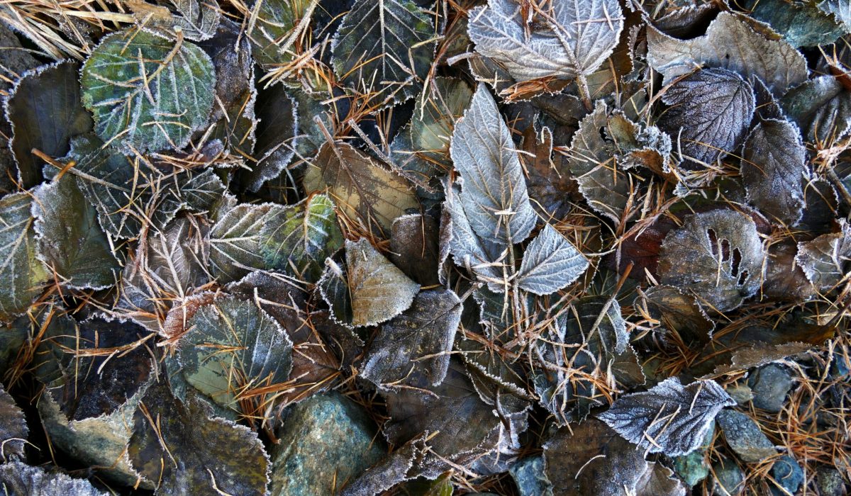 A testa in giù, prima brinata - Ivanna Maria Cerruti
