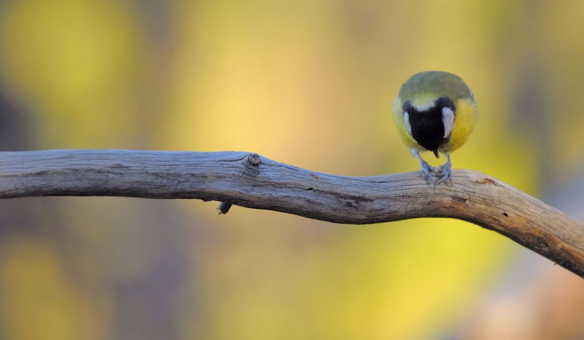 Parus major - Stefania Urbini